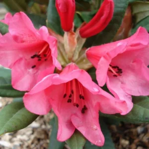 Rosy Pink Rhododendron Plant - Dwarf Azalea Plant 1-3 Year Old - Gallon Pot