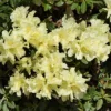 Light Yellow Rhododendron Plant - Gallon Pot - Flowering Shrub