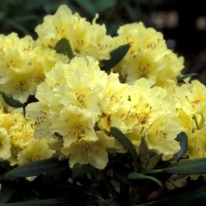Light Yellow Rhododendron Plant - Gallon Pot - Flowering Shrub