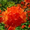 Mandarin Lights Rhododendron Plant - Orange Azalea - 1 Gallon Pot - Vibrant Blooms