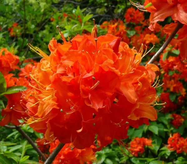 Mandarin Lights Rhododendron Plant - Orange Azalea - 1 Gallon Pot - Vibrant Blooms
