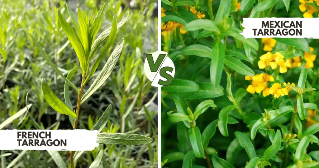 Mexican Tarragon vs French Tarragon Which Tarragon Is Best for Your Garden