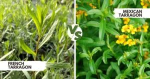 Mexican Tarragon vs French Tarragon Which Tarragon Is Best for Your Garden