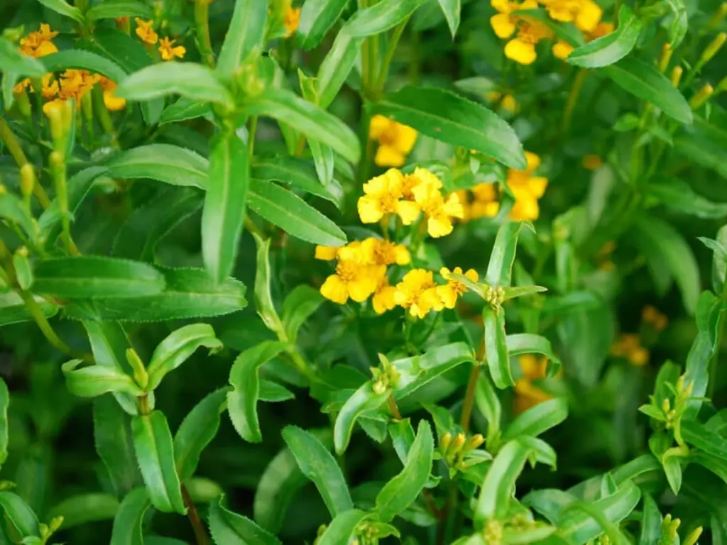 Mexican Tarragon