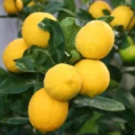 Meyer Lemon Tree Bush - Live Plant 5-10 Inch Tall 4 Inch Pot - Yellow Lemon Fruit Tree