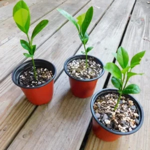 Meyer Lemon Tree Bush - Live Plant 5-10 Inch Tall 4 Inch Pot - Yellow Lemon Fruit Tree