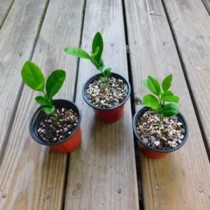 Meyer Lemon Tree Bush - Live Plant 5-10 Inch Tall 4 Inch Pot - Yellow Lemon Fruit Tree