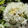 Milky Way Rhododendron Plant - White Rhododendron Flowers - 1 Gallon Pot Size