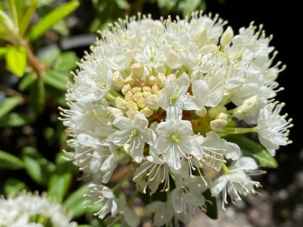 Milky Way Rhododendron Plant - White Rhododendron Flowers - 1 Gallon Pot Size