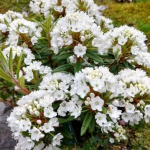 Milky Way Rhododendron Plant - White Rhododendron Flowers - 1 Gallon Pot Size