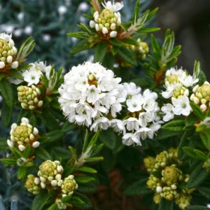 Milky Way Rhododendron Plant - White Rhododendron Flowers - 1 Gallon Pot Size