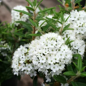 Milky Way Rhododendron Plant - White Rhododendron Flowers - 1 Gallon Pot Size