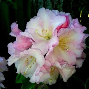 Misty Moonlight Rhododendron Plant - White Flower Rhododendron, 1 Gallon Pot