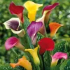 Mixed Calla Lily Bulbs - Colorful Garden Blooms