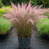 Muhly Grass Pink Plant Live, 4 to 6 Inch Tall Muhlenbergia Capillaris for Garden