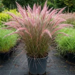 Muhly Grass Pink Plant Live, 4 to 6 Inch Tall Muhlenbergia Capillaris for Garden