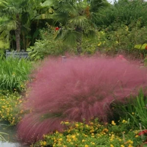 Muhly Grass Pink Plant Live, 4 to 6 Inch Tall Muhlenbergia Capillaris for Garden