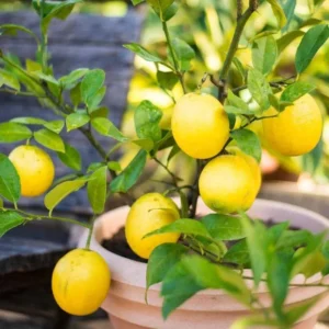 Meyer Lemon Tree Bush - Live Plant 5-10 Inch Tall 4 Inch Pot - Yellow Lemon Fruit Tree