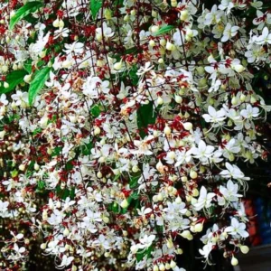 Clerodendrum Light Wallichii Plant - Trailing Light Bulb Flower - 4 to 6 Inch Tall