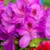 Night Editor Rhododendron Plant - 1 Gallon Pot - Dark Purple Flowers