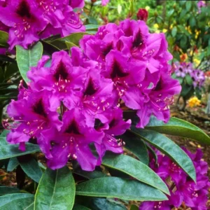 Night Editor Rhododendron Plant - 1 Gallon Pot - Dark Purple Flowers