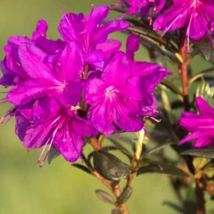 Night Editor Rhododendron Plant - 1 Gallon Pot - Dark Purple Flowers