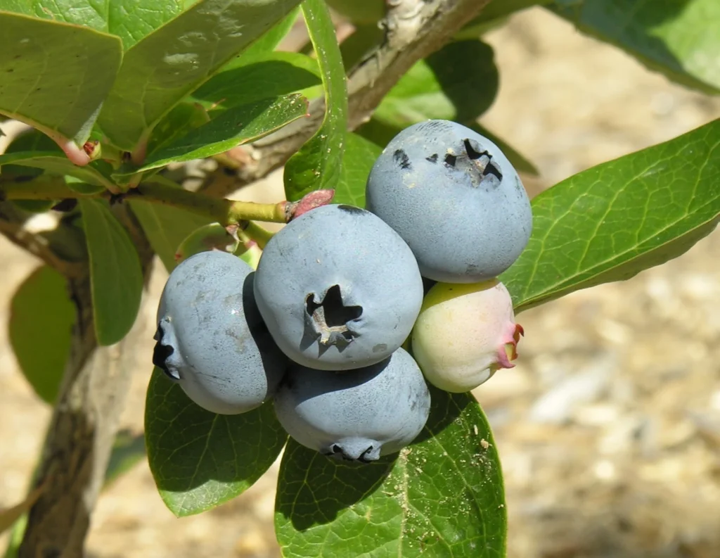 Northblue Blueberries