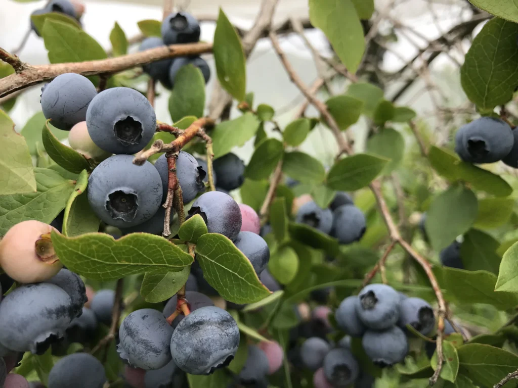 Northblue Blueberry Plant
