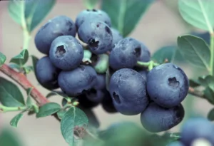 Northblue Blueberry Plant Care