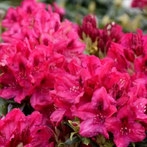 Nova Zembla Rhododendron Plant Pink Flowers 1-3 Year Old Gallon Pot