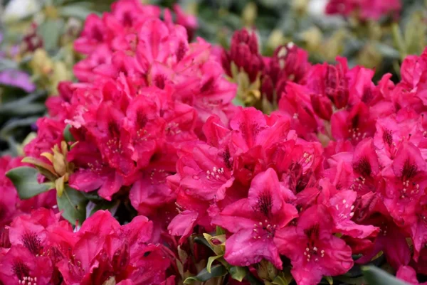 Nova Zembla Rhododendron Plant Pink Flowers 1-3 Year Old Gallon Pot