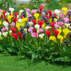 Mixed Calla Lily Bulbs - Colorful Garden Blooms