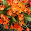 Orange Easter Cactus Plant Live - 4 to 6 Inch Spring Cactus
