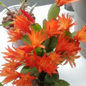 Orange Easter Cactus Plant Live - 4 to 6 Inch Spring Cactus