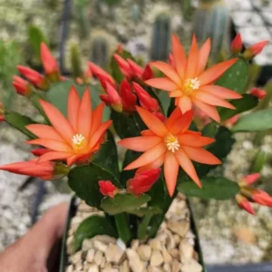 Orange Easter Cactus Plant Live - 4 to 6 Inch Spring Cactus