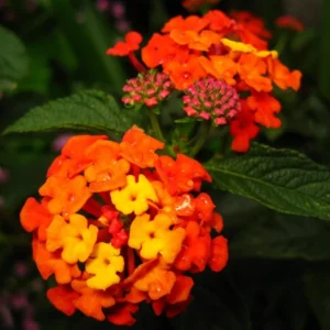 Orange Lantana Plant Live Perennial Flower 4 to 6 Inch Outdoor Planting