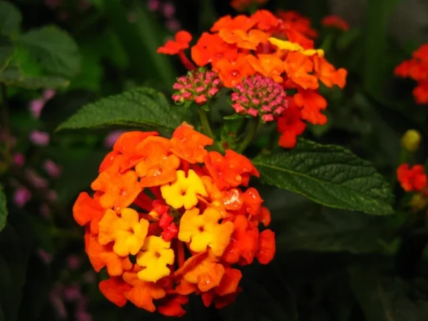 Orange Lantana Plant Live Perennial Flower 4 to 6 Inch Outdoor Planting