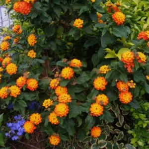 Orange Lantana Plant Live Perennial Flower 4 to 6 Inch Outdoor Planting