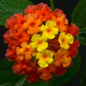 Orange Lantana Plant Live Perennial Flower 4 to 6 Inch Outdoor Planting