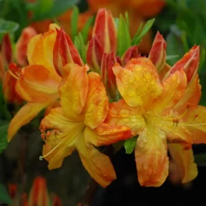Orange Rhododendron Plant - Arneson Gem Rhododendron - Gallon Pot - Flowering Shrub