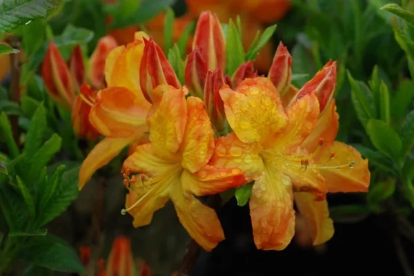 Orange Rhododendron Plant - Arneson Gem Rhododendron - Gallon Pot - Flowering Shrub