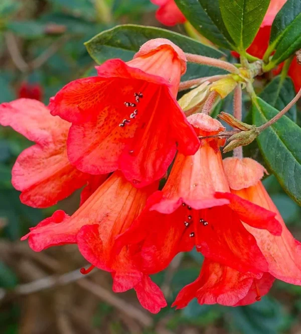 Orange Rhododendron Plant - Fabia Rhododendron - 1-3 Year Old Gallon Pot