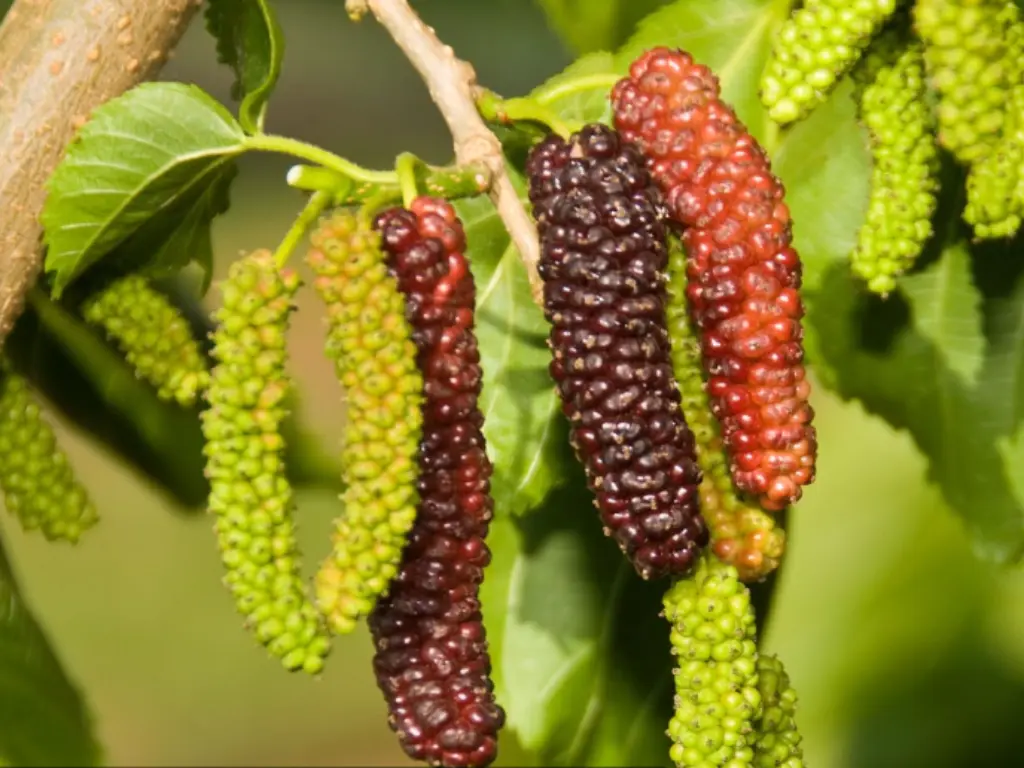 Ripe and unripe Pakistan mulberries hanging from a branch with green leaves