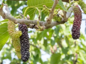 Pakistan Mulberry Tree