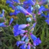 Penstemon Electric Blue Plant - 1 Gallon Pot - Flowering Azalea Rhododendron