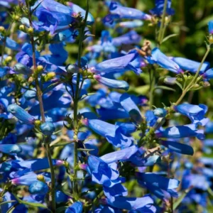 Penstemon Electric Blue Plant - 1 Gallon Pot - Flowering Azalea Rhododendron