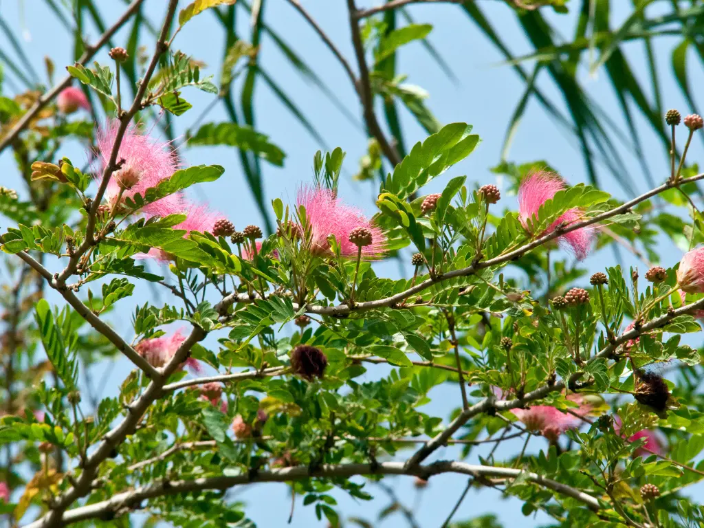 Branches of a Persian Silk Tree adorned with vibrant pink flowers.