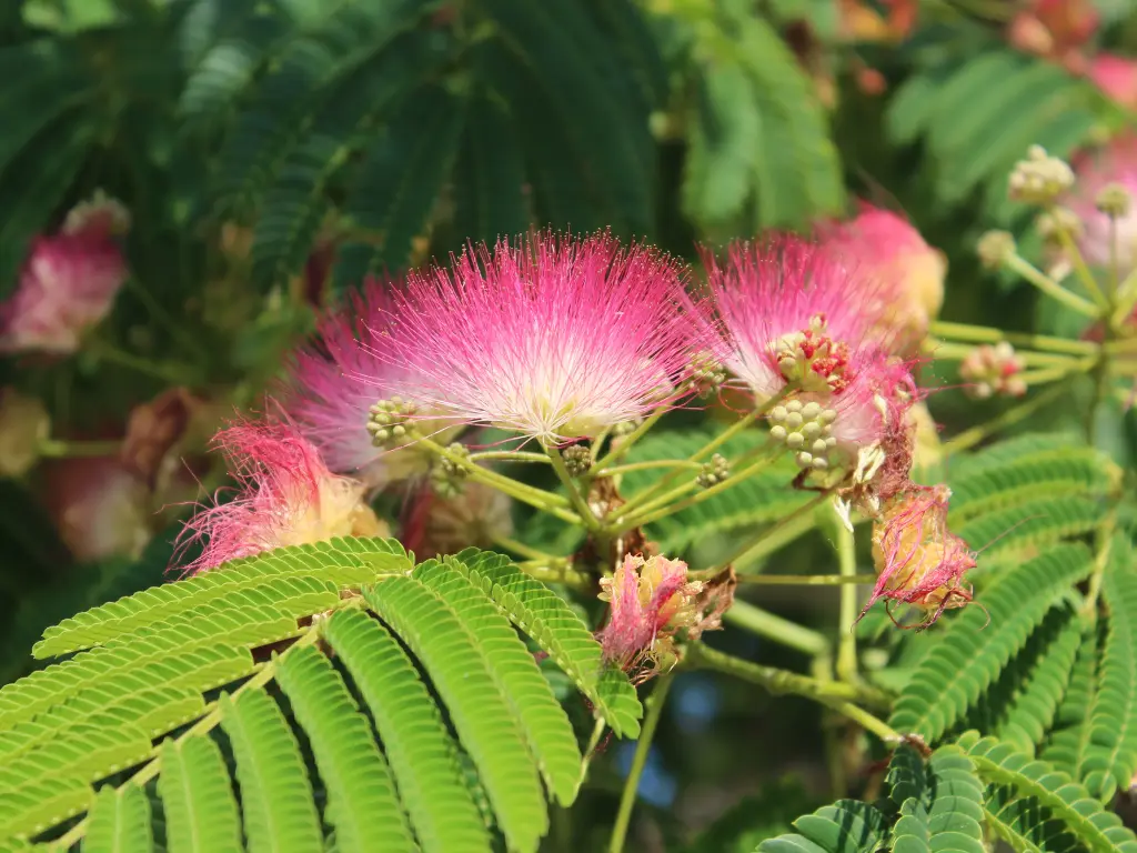 Close-up of Persian Silk Tree flowers with soft, pink threads resembling silk.