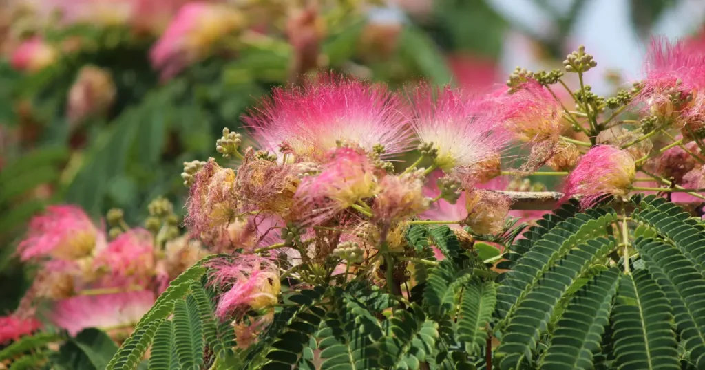Close-up of Persian Silk Tree flowers with soft, pink threads resembling silk.