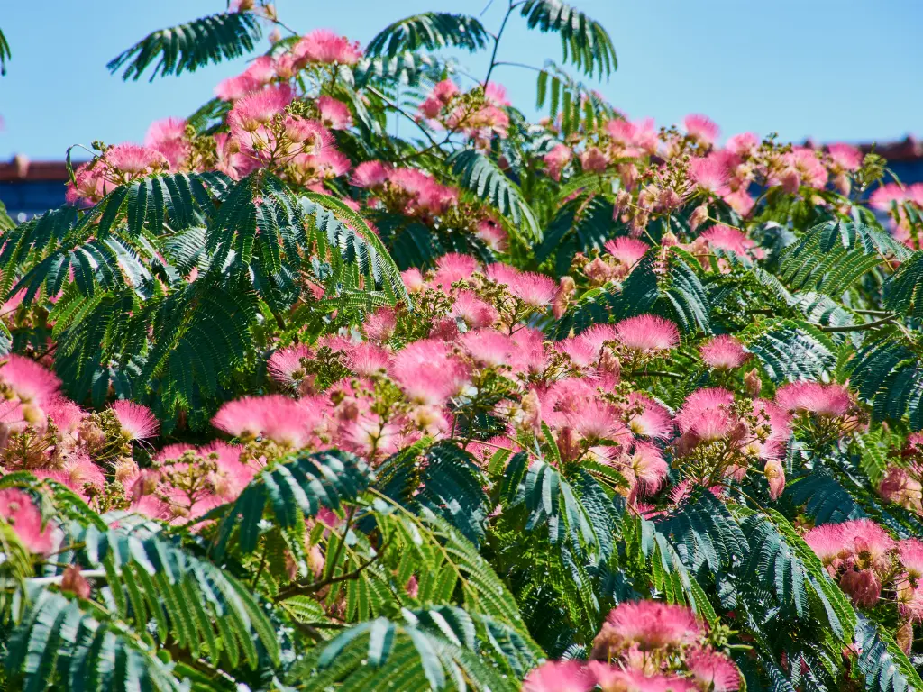 The stunning pink flowers of the Persian Silk Tree, often compared to silk pom-poms, are a key feature of its appeal.
